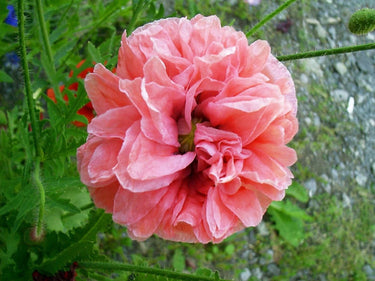 100 Flemish Antique PEONY POPPY MIXED Colors Papaver Peoniflorum Flower Seeds